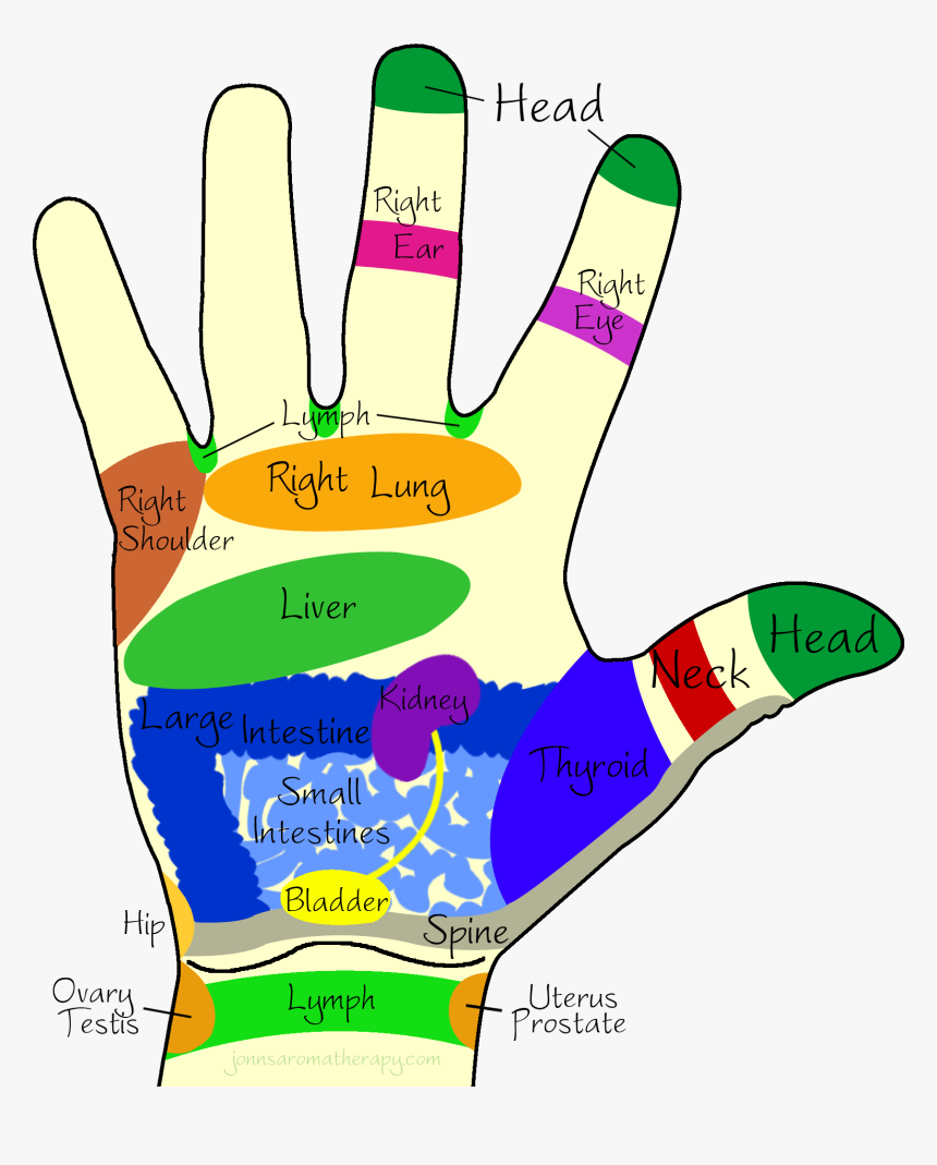 Transparent Left Hand Clipart - Hand Reflexology Right Hand, HD Png Download, Free Download