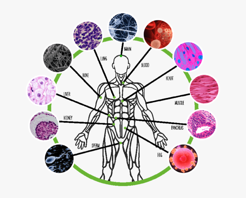 Check Us Out On Facebook @ Herbalife Products Uk , - Circle, HD Png Download, Free Download