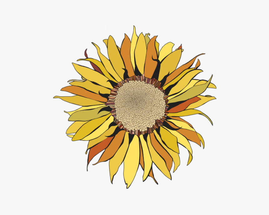 Transparent Girasoles Png - Png Girasoles Drawing, Png Download, Free Download