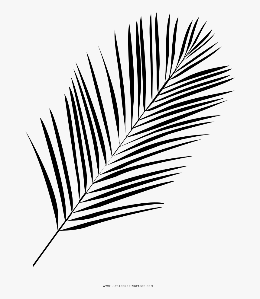 Palm Leaf Coloring Page - Line Art, HD Png Download, Free Download