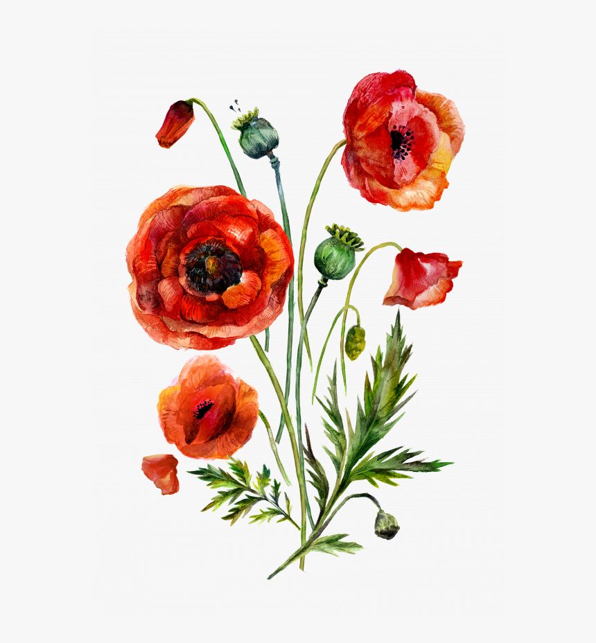 Poppy Painting Flower Png, Transparent Png, Free Download