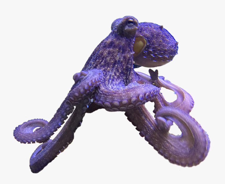 Common Octopus - Octopus, HD Png Download, Free Download