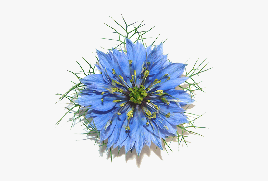 Nigella Sativa Flower, HD Png Download, Free Download