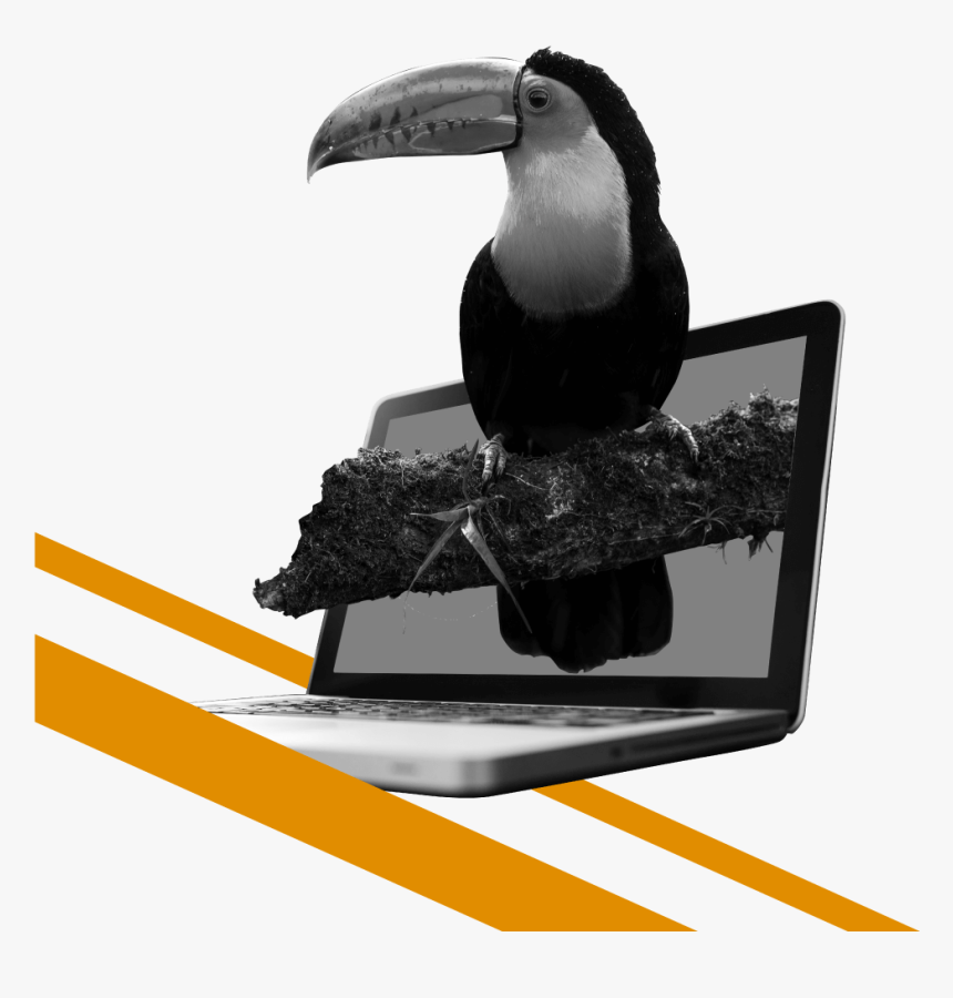 Tucán Saliendo De Una Laptop - Toucan, HD Png Download, Free Download