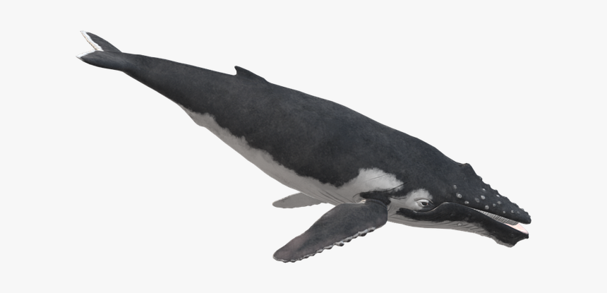 Thick-billed Murre, HD Png Download, Free Download