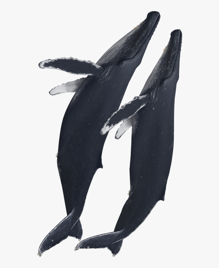 Plush , Png Download - Male And Female Humpback Whales, Transparent Png, Free Download