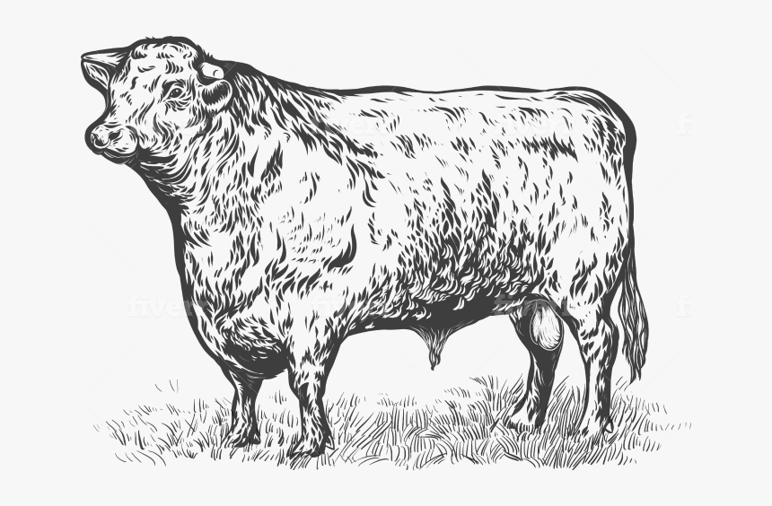 Dairy Cow, HD Png Download, Free Download