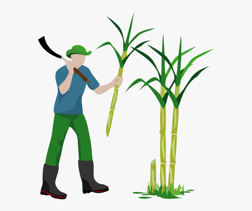 Transparent Pongal Plant Grass Grass Family For Thai - Silhouette Sugar Cane, HD Png Download - kindpng Transparent Pongal Plant Grass Grass Family For Thai - Silhouette Sugar Cane, HD Png Download - kindpng