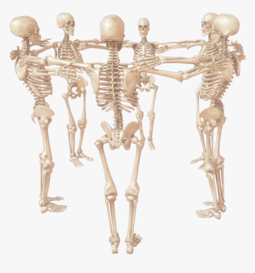 Skeleton, HD Png Download, Free Download