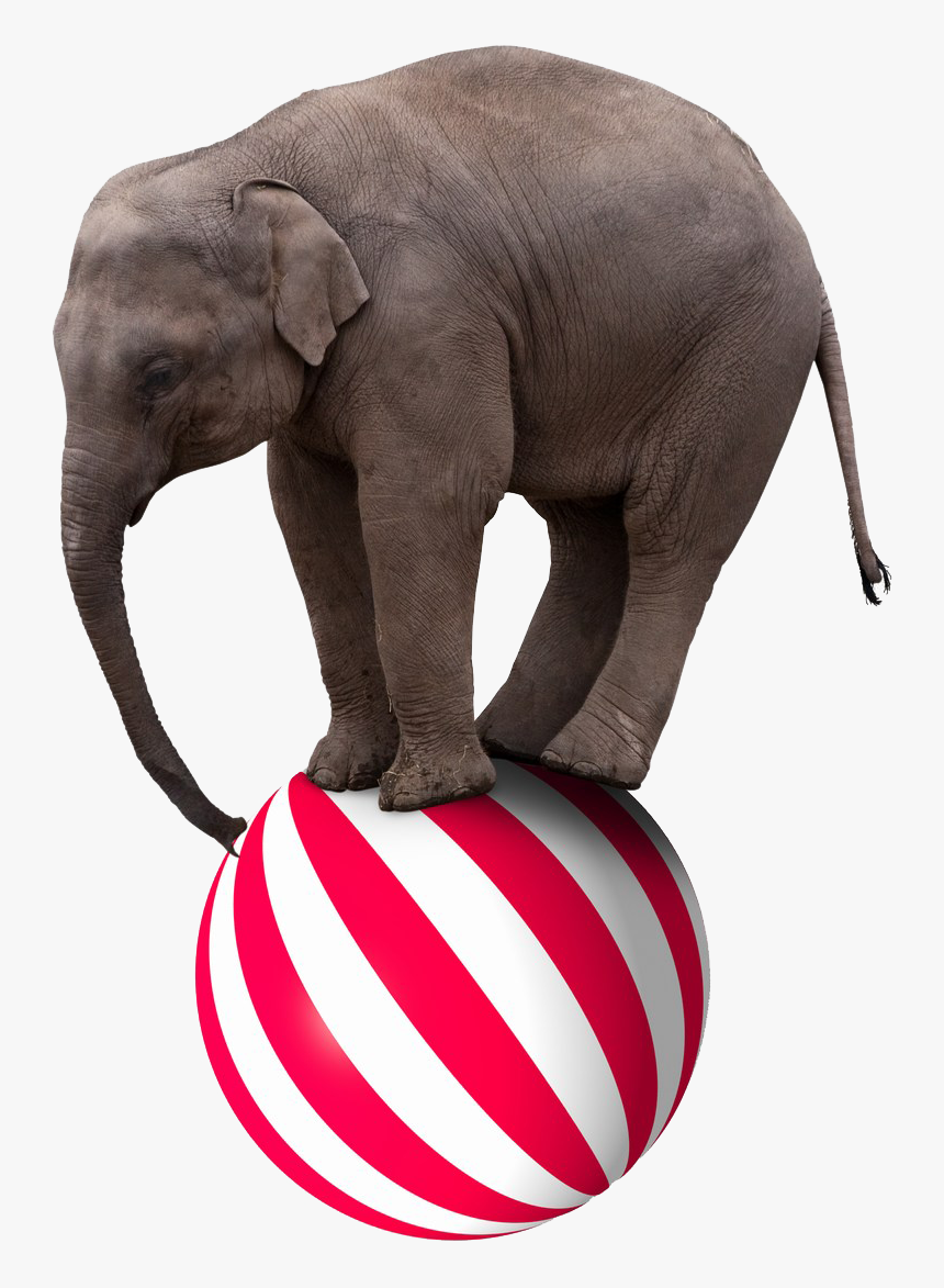 Elephant Circus Stock Photography - Circus Elephant Png, Transparent Png, Free Download