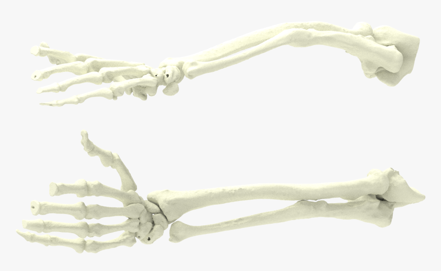 Skeleton, HD Png Download, Free Download