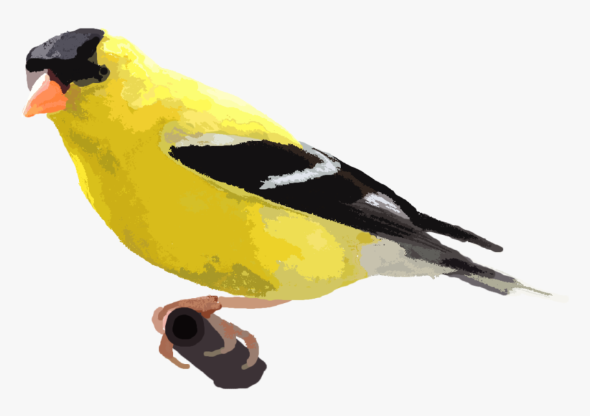 American Goldfinch Png, Transparent Png, Free Download