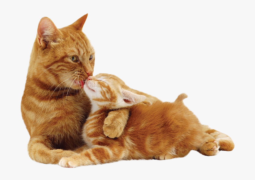 Mother Cat Licks Kitten, HD Png Download, Free Download