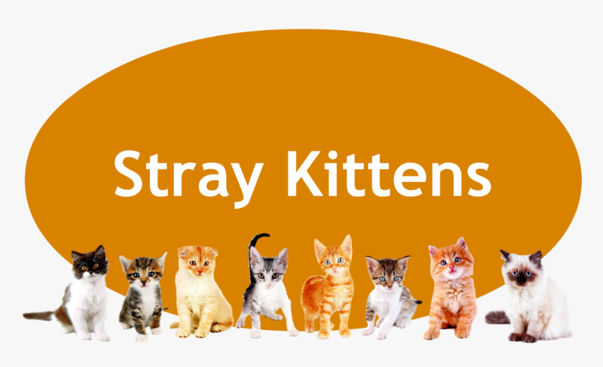 Kittens Transparent Orange - Domestic Short-haired Cat, HD Png Download, Free Download