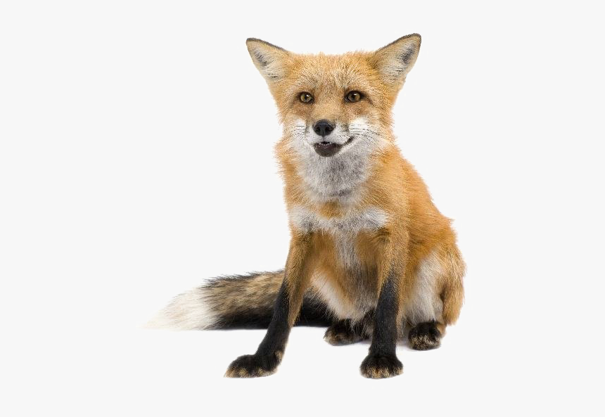 Red Fox Transparent Images - Vulpes Vulpes Png, Png Download, Free Download