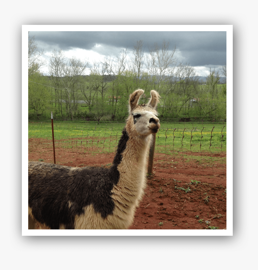 Img 2026 - Llama, HD Png Download, Free Download