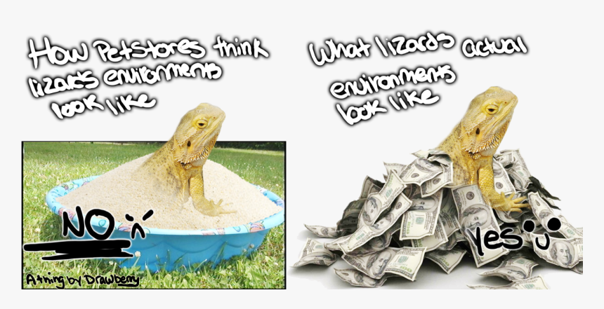 Bearded Dragon Png, Transparent Png, Free Download
