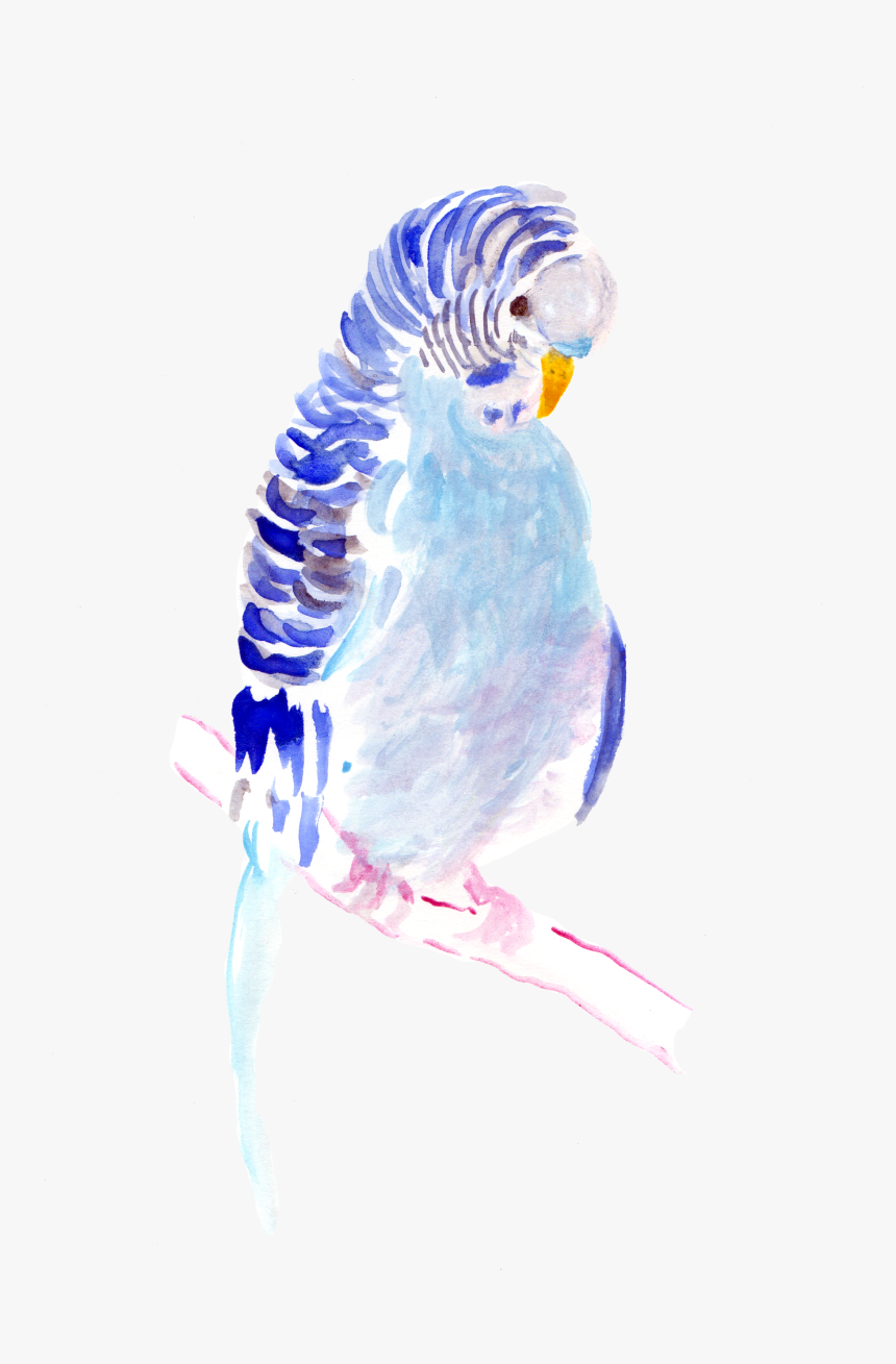 Watercolor Painting , Png Download - Budgie, Transparent Png, Free Download