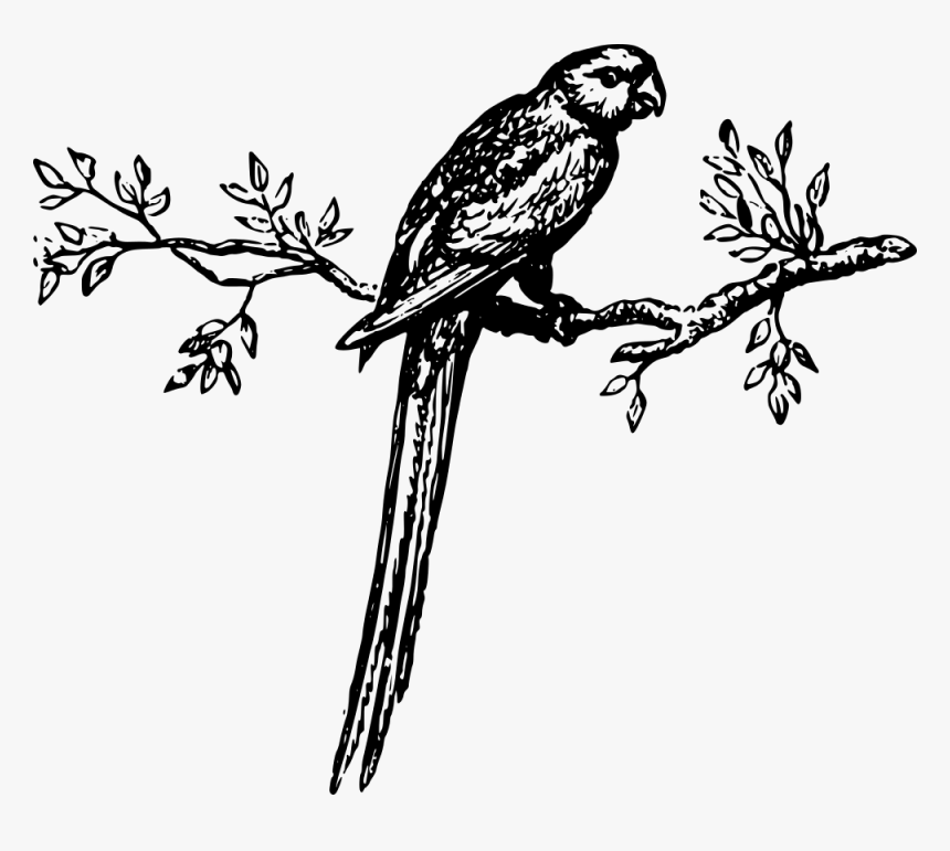 Transparent Parakeet Png - Clip Art Bird On Branch, Png Download, Free Download