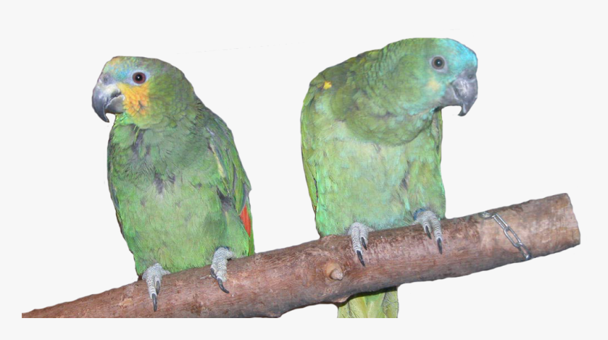 Amazon Parrots, HD Png Download, Free Download