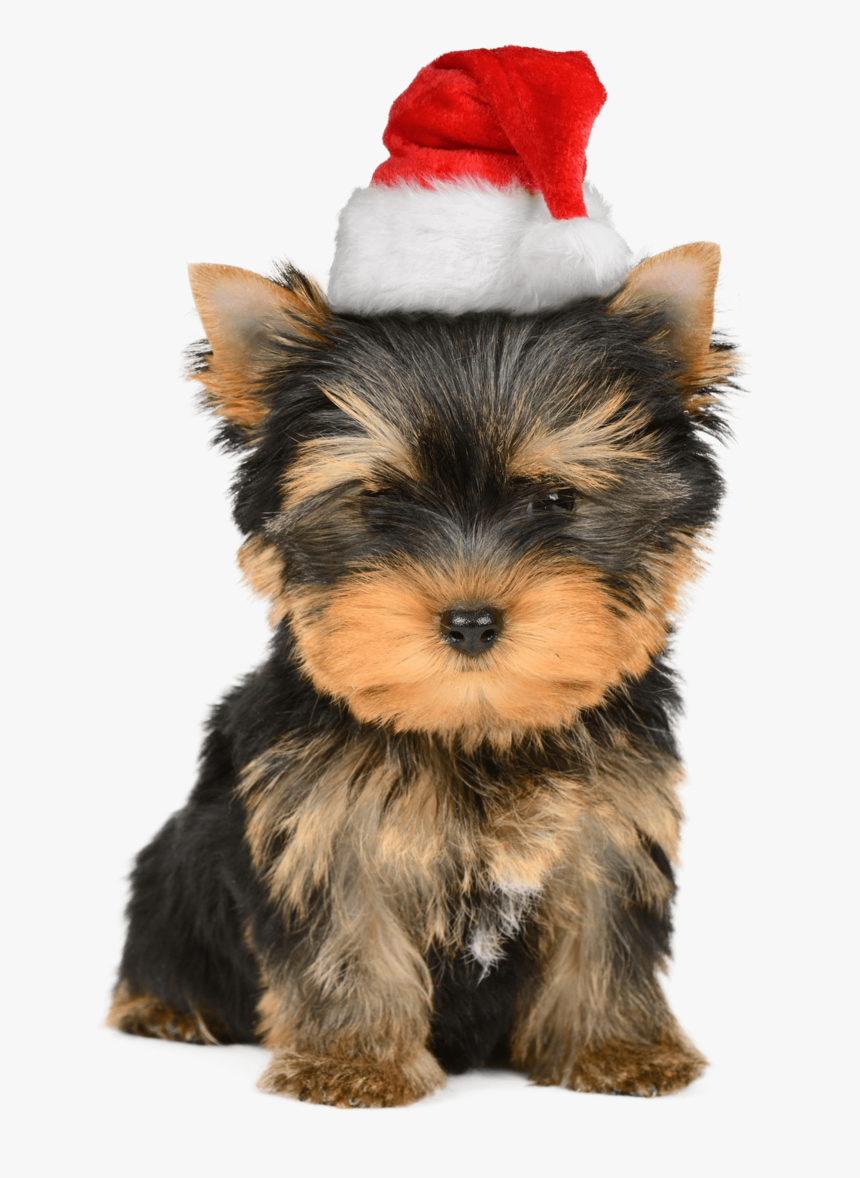 Transparent Yorkie Png - Yorkie Christmas, Png Download, Free Download