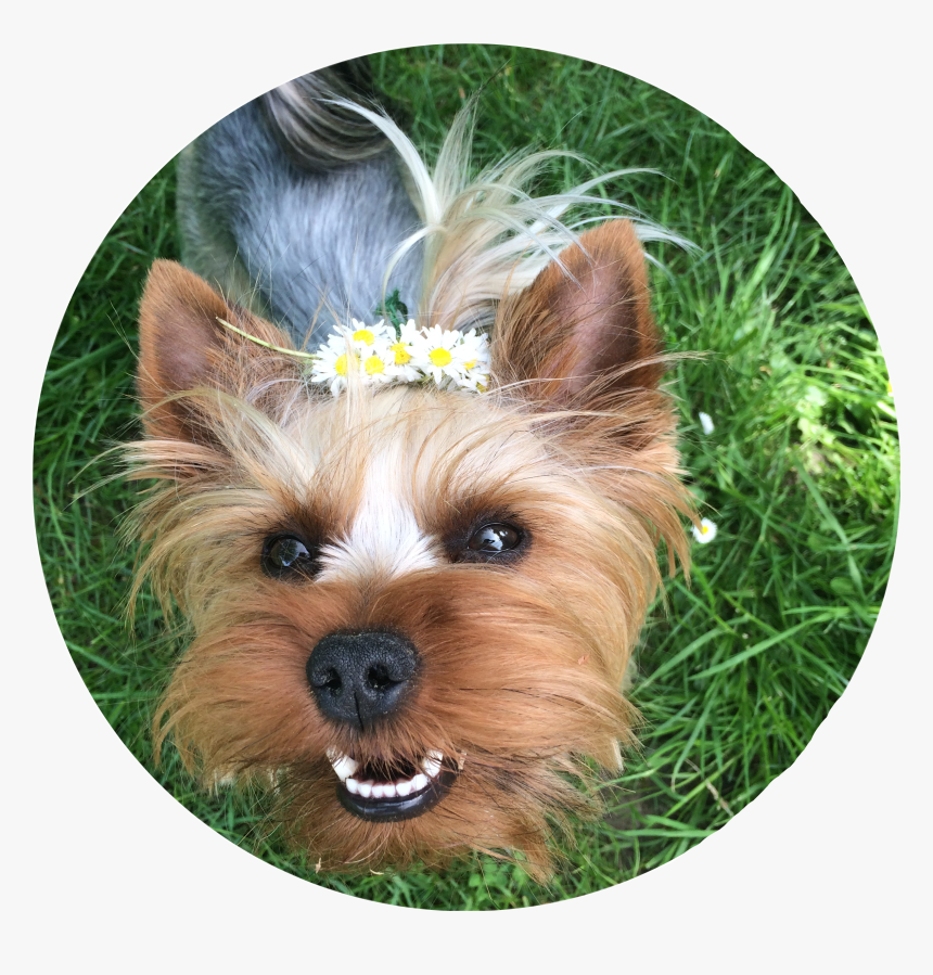#yorkie #yorkielove #yorkshireterrier #yorkies #dog - Yorkshire Terrier, HD Png Download, Free Download