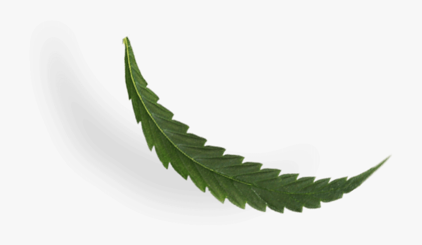 Cbd Leaf - Fern, HD Png Download, Free Download