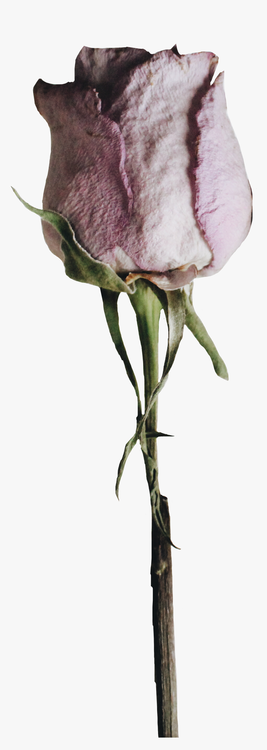 Transparent Dead Roses Png - Garden Roses, Png Download, Free Download