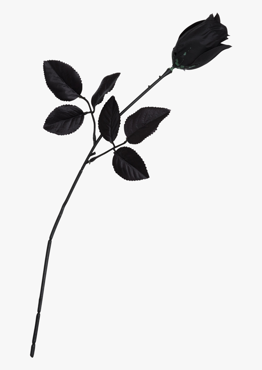 Single Rose Black And White, HD Png Download, Free Download