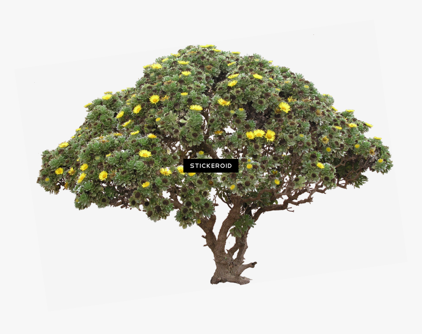 Portable Network Graphics , Png Download - High Resolution Desert Tree Png, Transparent Png, Free Download