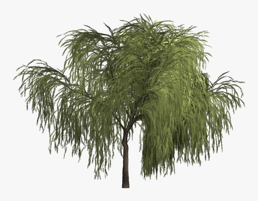 Willow, HD Png Download, Free Download