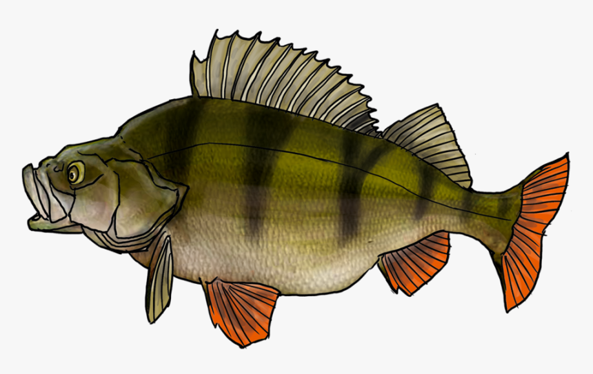 Thumb Image - Perche Png, Transparent Png, Free Download