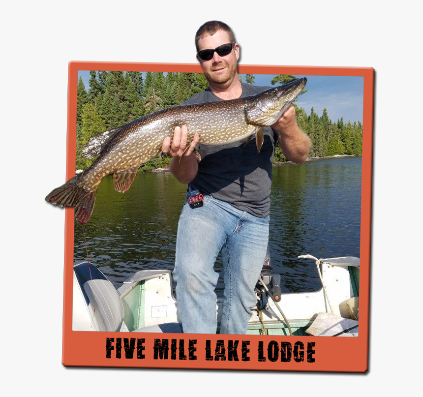 Northern Pike - Pull Fish Out Of Water, HD Png Download, Free Download