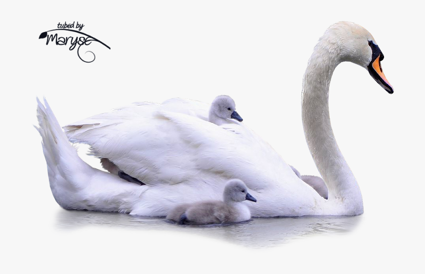 Two Swans Making A Heart Clipart Black And White Download - Tundra Swan, HD Png Download, Free Download