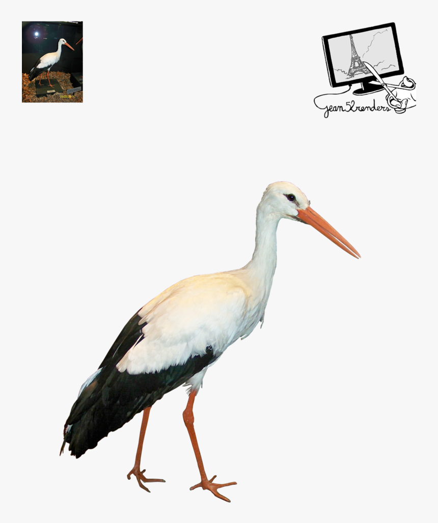 Thumb Image - Crane Bird Png, Transparent Png, Free Download