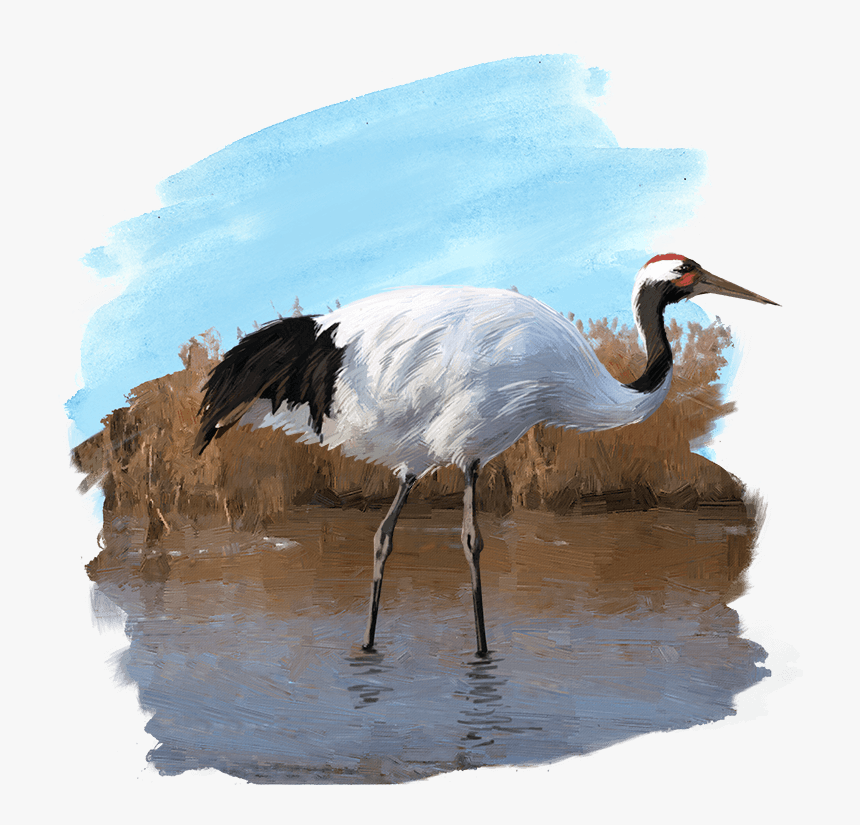 Crane, HD Png Download, Free Download