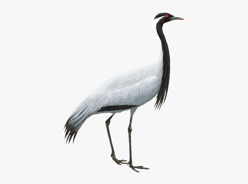 Demoiselle Crane - Sandhill Crane, HD Png Download, Free Download