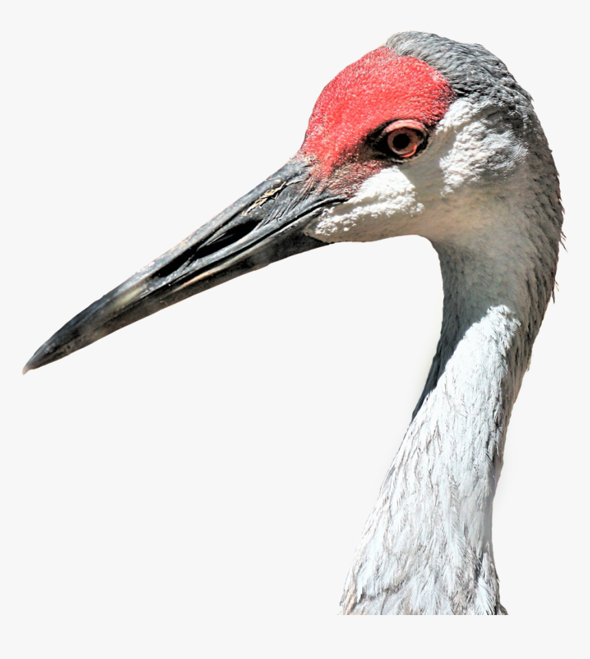 Sandhill Crane, HD Png Download, Free Download