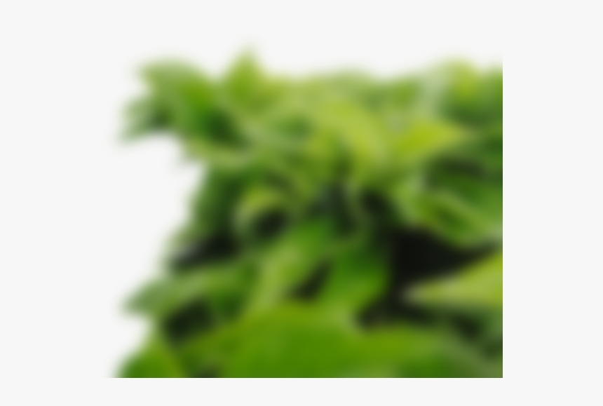 Blurred Leaves Foreground Png, Transparent Png - kindpng