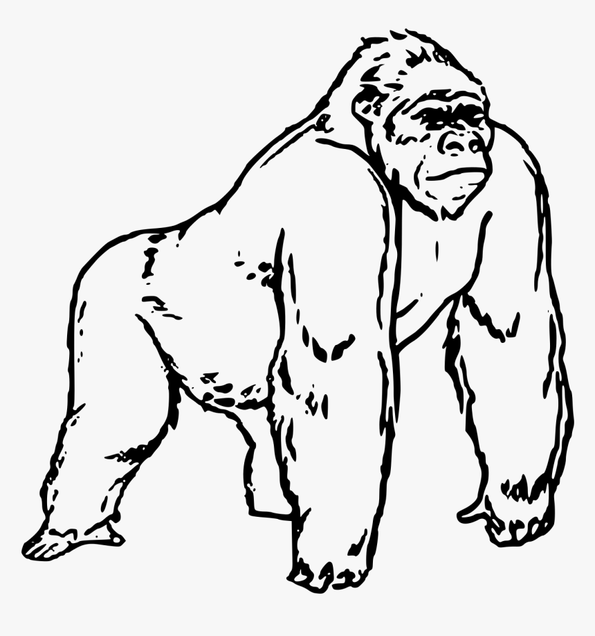 Gorilla Drawing, Png Download - Coloring Pages Of Gorilla, Transparent Png, Free Download