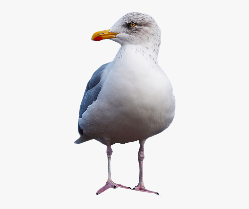 Seagull Png, Transparent Png, Free Download