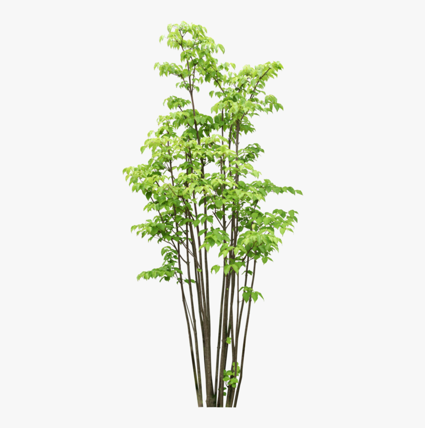 Plant Cut Out Png, Transparent Png, Free Download