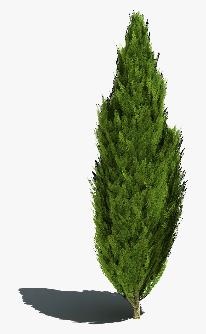 Grass - Cut Out Shrubs In Photoshop, HD Png Download, Free Download