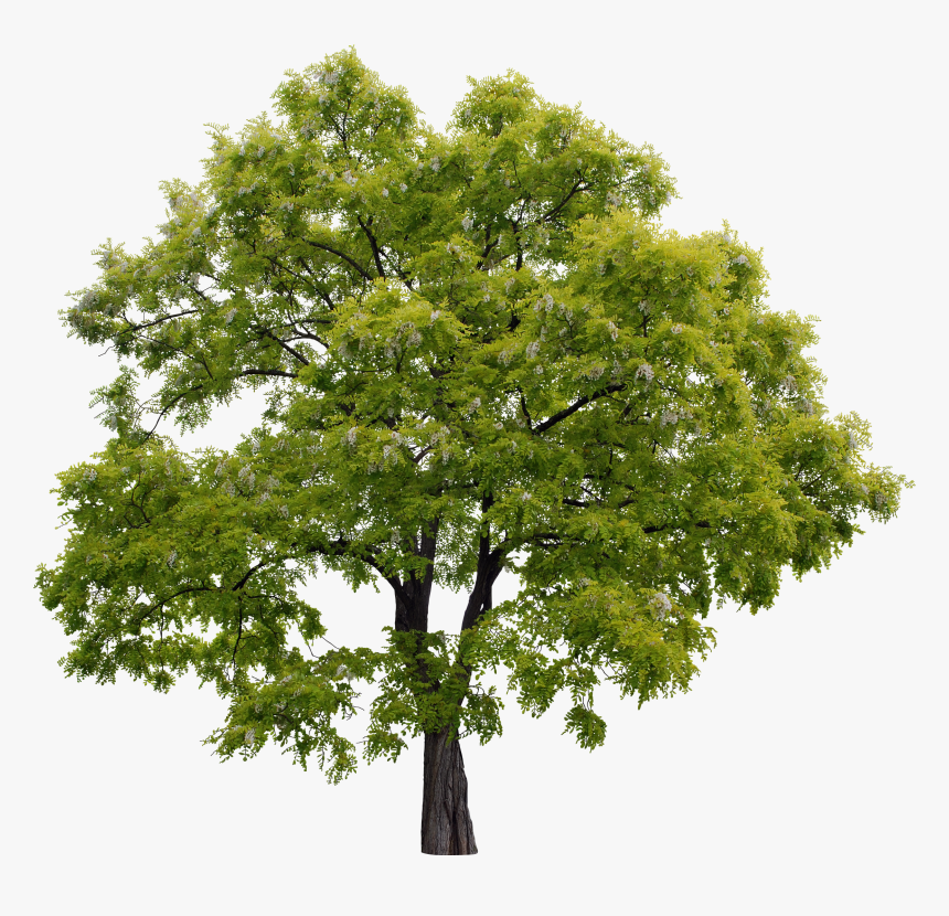 High Resolution Trees For Photoshop, HD Png Download, Free Download