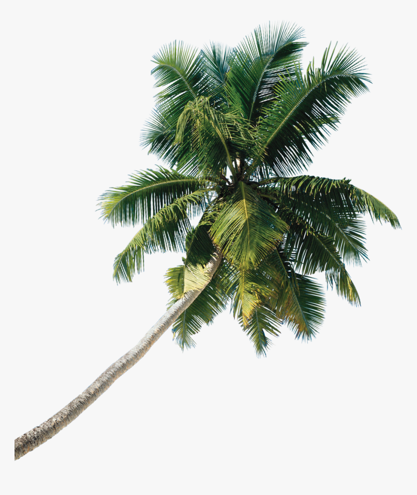 Asian Palmyra Palm Tree Coconut - Palm Tree Png, Transparent Png, Free Download