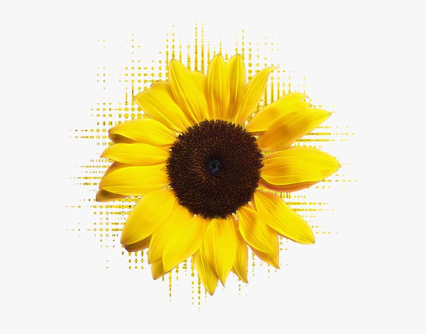 Sunflower, HD Png Download, Free Download