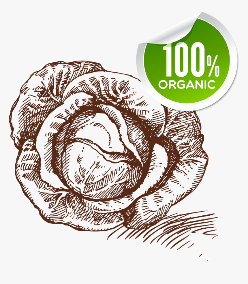 Drawing Vegetables Organic Food - Drawing, HD Png Download, Free Download