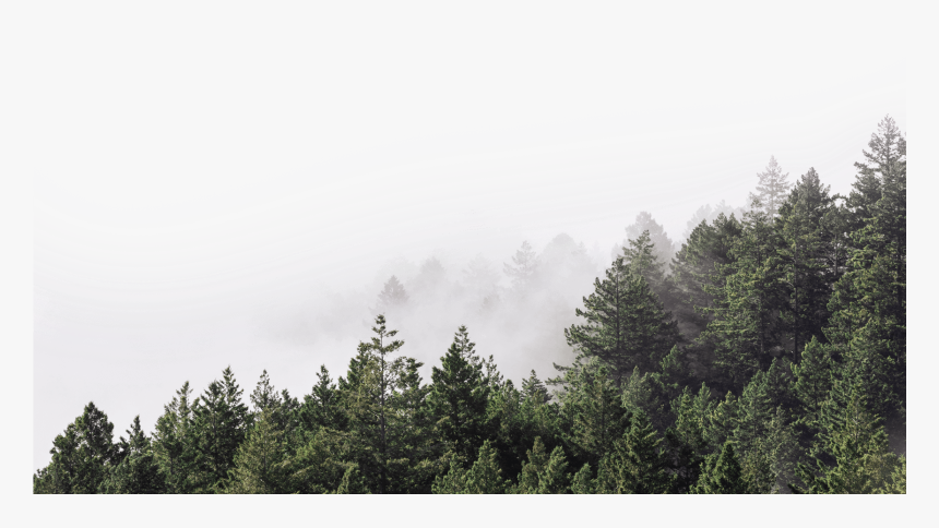 Transparent Forest Background Png - Png Transparent Beautiful Forest, Png Download, Free Download