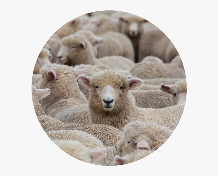Sheep New Zealand, HD Png Download, Free Download