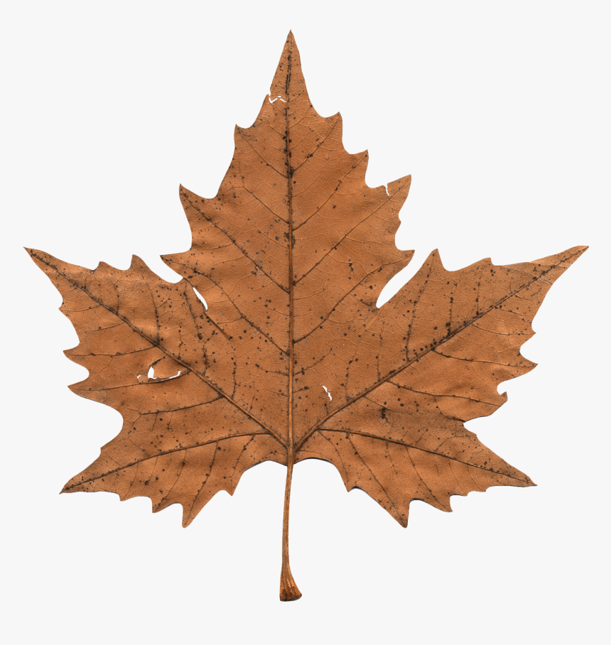 Transparent Maple Leaf Vector, HD Png Download, Free Download